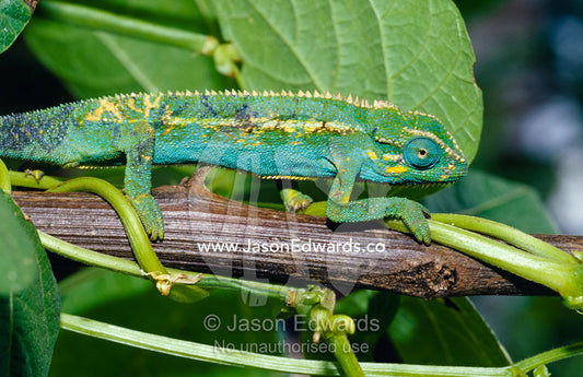 A Montane Side-striped Chameleon hunting insects in a Bean crop Kisoro District, Uganda.