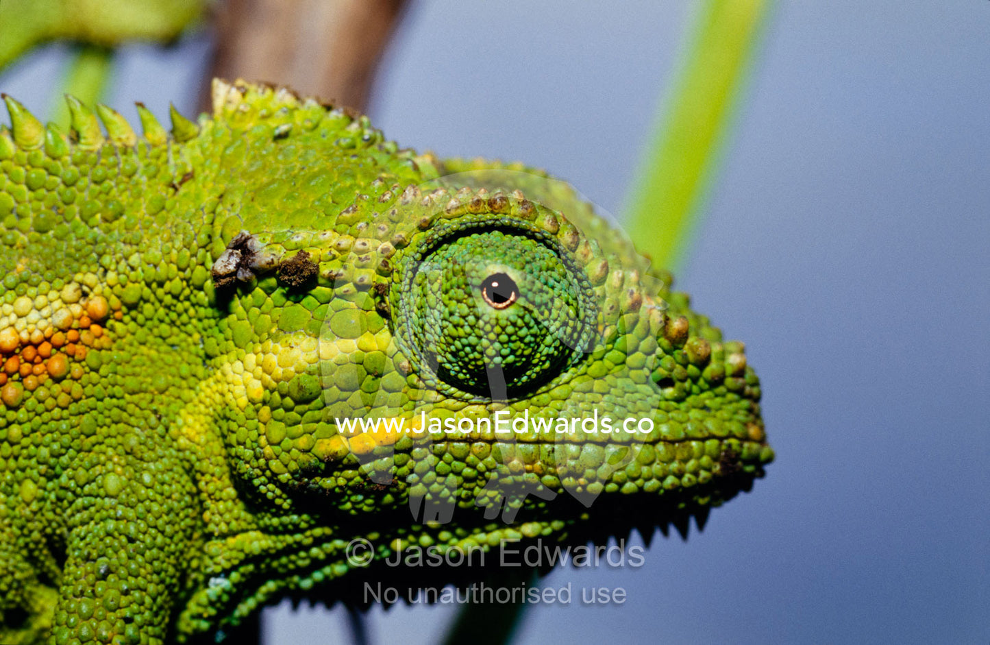 A Montane Side-striped Chameleon hunting insects in a Bean crop. Kisoro District, Uganda.