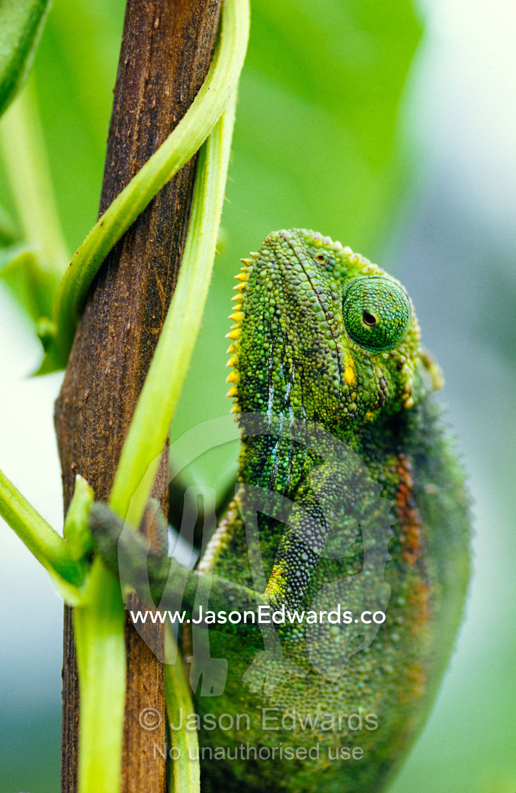 Closeup of the head of a Montane Side-striped Chameleon. Kisoro District, Uganda.