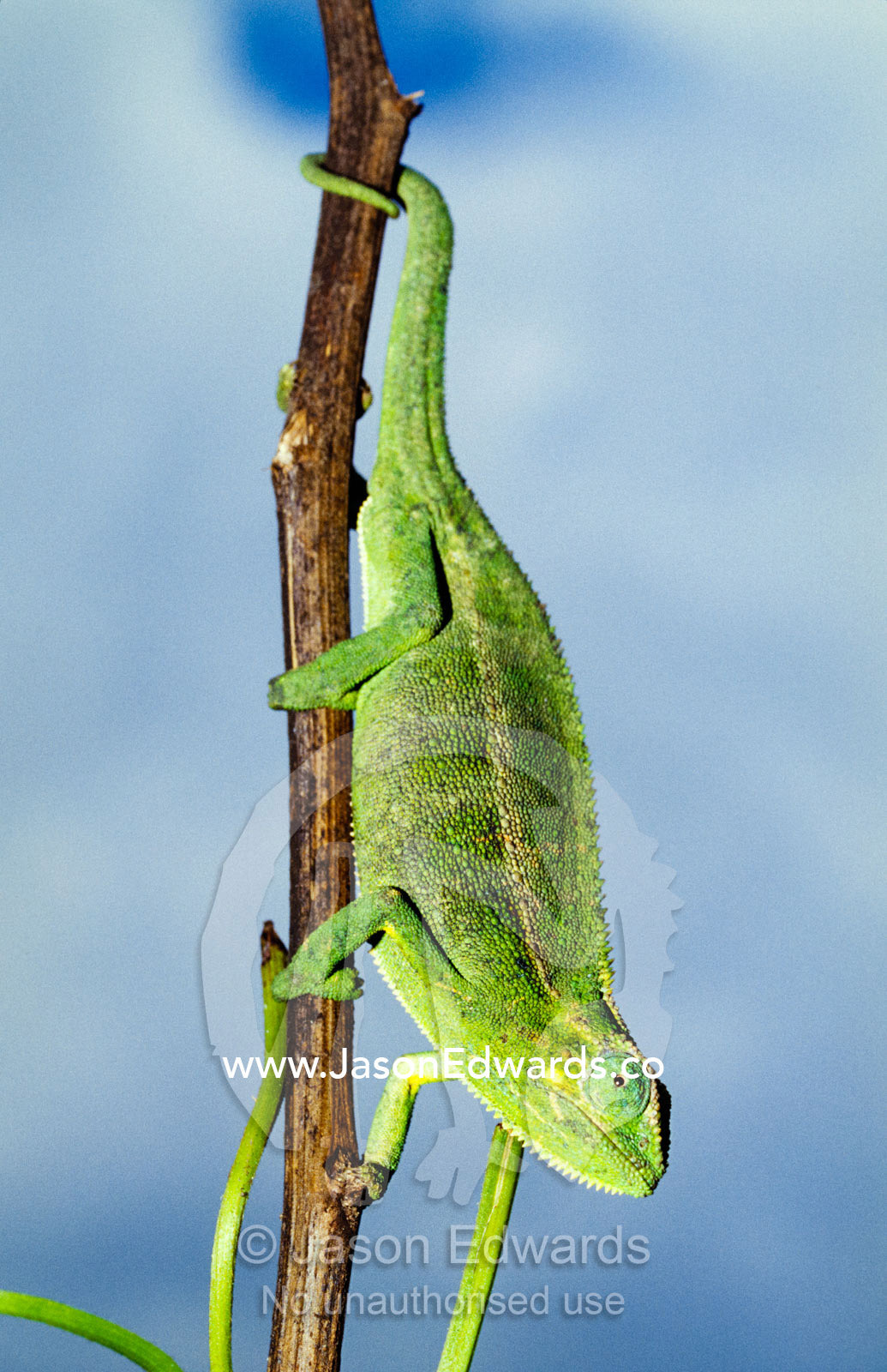 A Montane Side-striped Chameleon clings to a vertical branch. Kisoro District, Uganda.