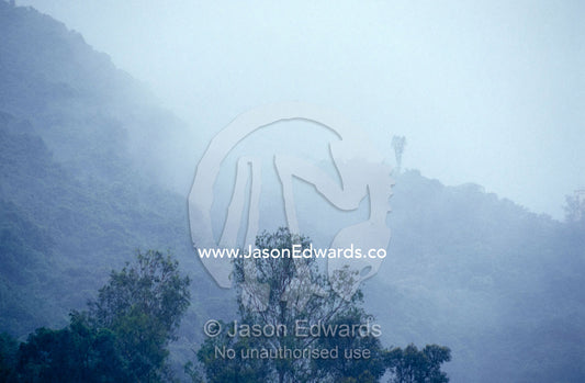A rainstorm descends on a forested hillside overlooking Hong Kong. Hong Kong Island, Hong Kong.