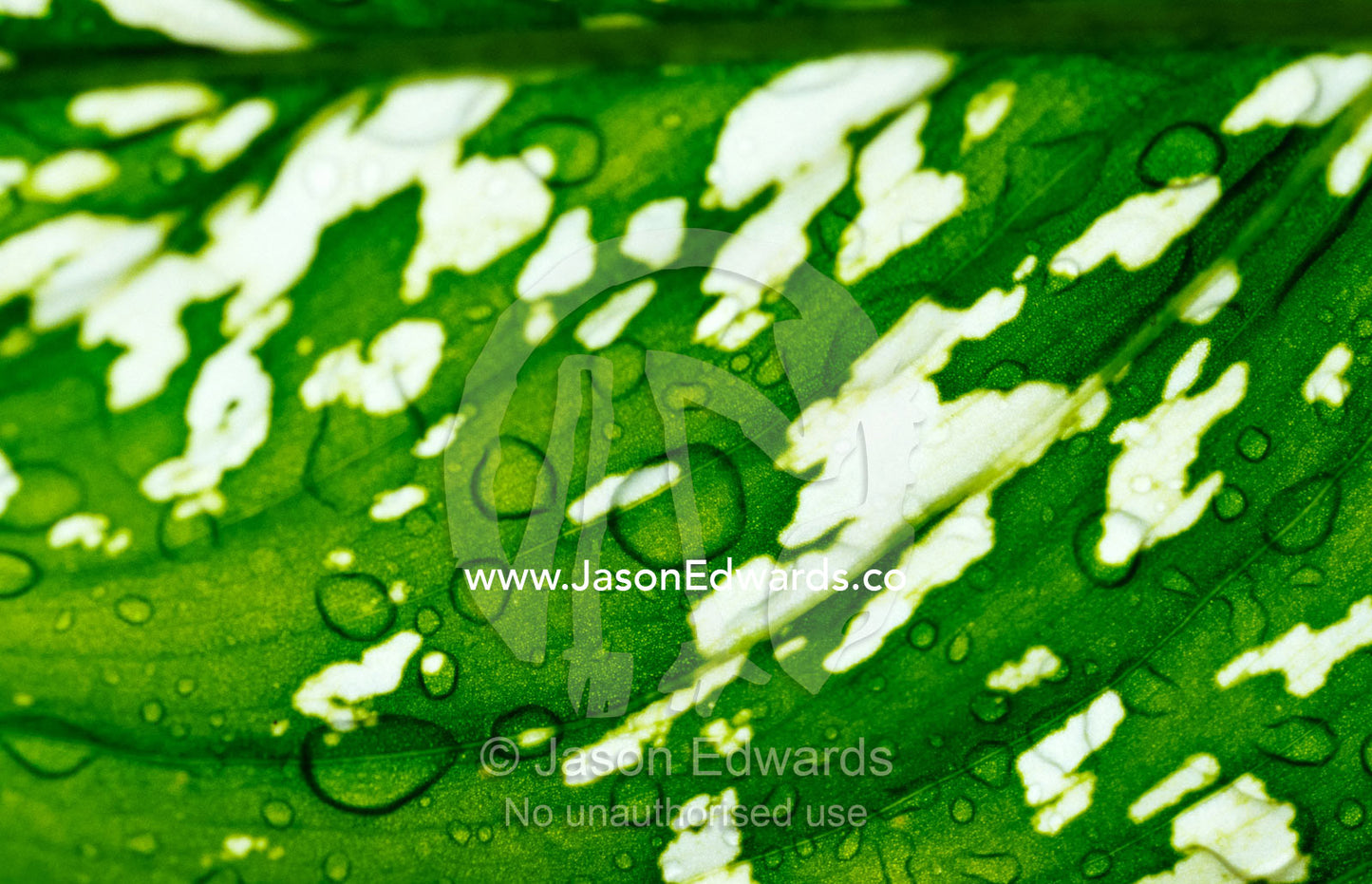 Raindrops on the textured surface of a backlit variegated leaf. Thalang, Phuket, Thailand.