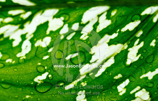 Raindrops on the textured surface of a backlit variegated leaf. Thalang, Phuket, Thailand.