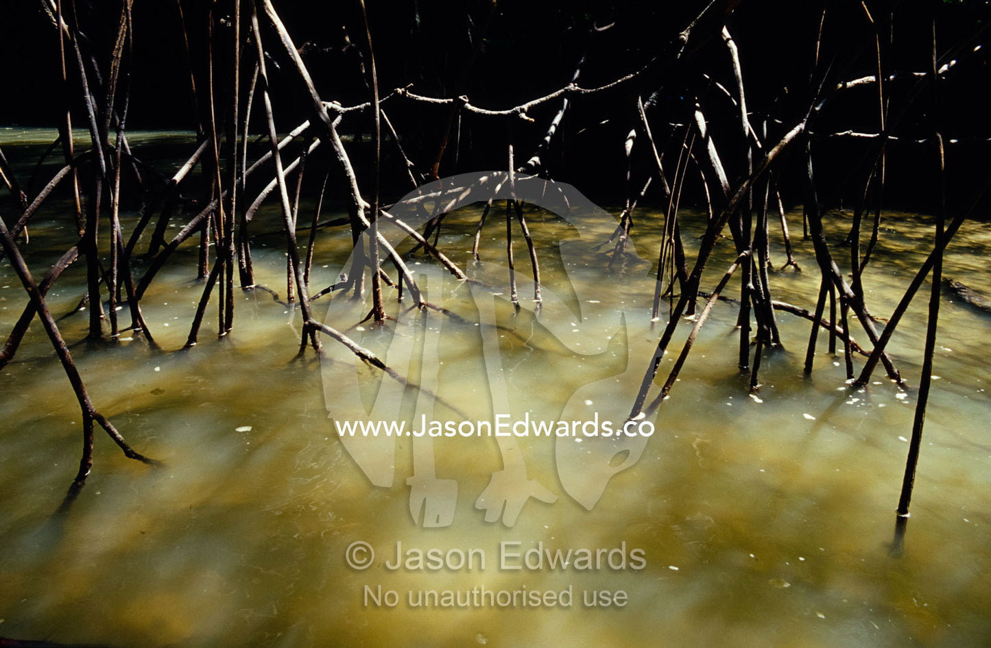 Mangrove Tree roots exposed to the air during low tide. Phang Nga Marine National Park, Thailand.