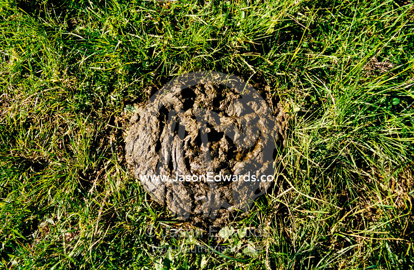 African Forest Elephant faeces in a national park clearing. Mgahinga Gorilla National Park, Uganda.