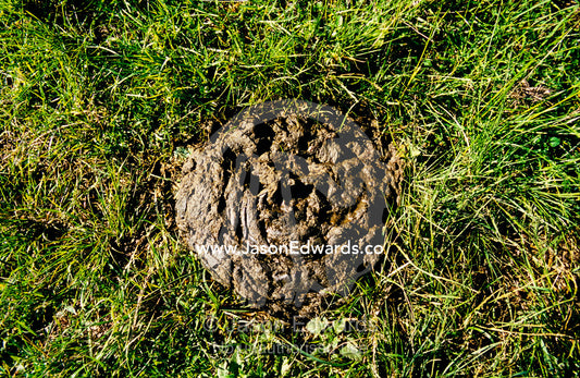 African Forest Elephant faeces in a national park clearing. Mgahinga Gorilla National Park, Uganda.