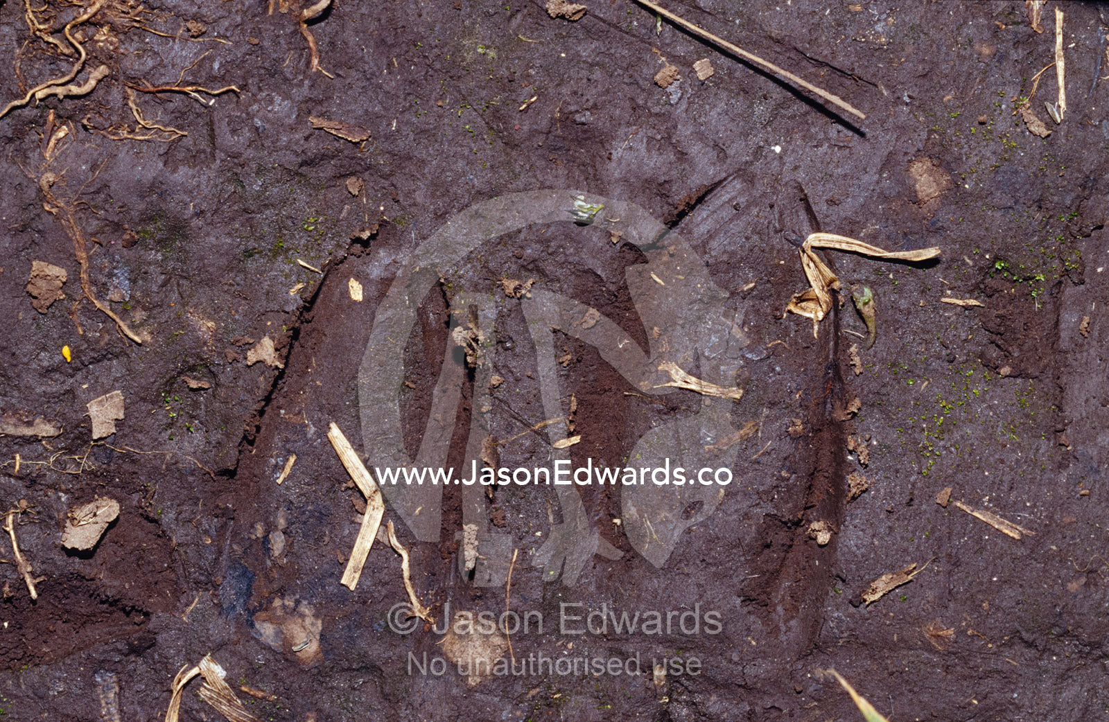 Forest Duiker, Ephalophus grimmia foot prints in forest mud. Bwindi Impenetrable National Park, Uganda.