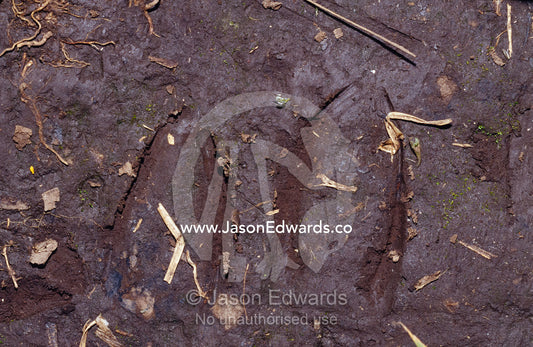 Forest Duiker, Ephalophus grimmia foot prints in forest mud. Bwindi Impenetrable National Park, Uganda.
