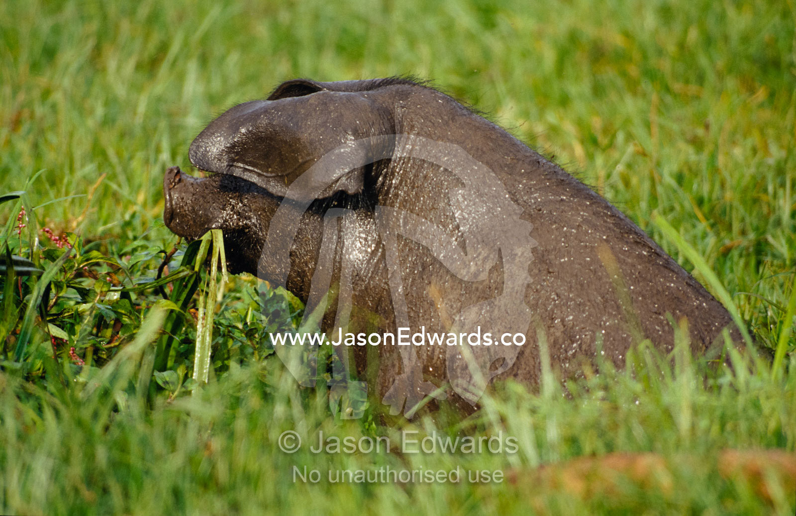 A domestic pig feeding on lush grasses in a farmland field. Kisoro District, Western Uganda.