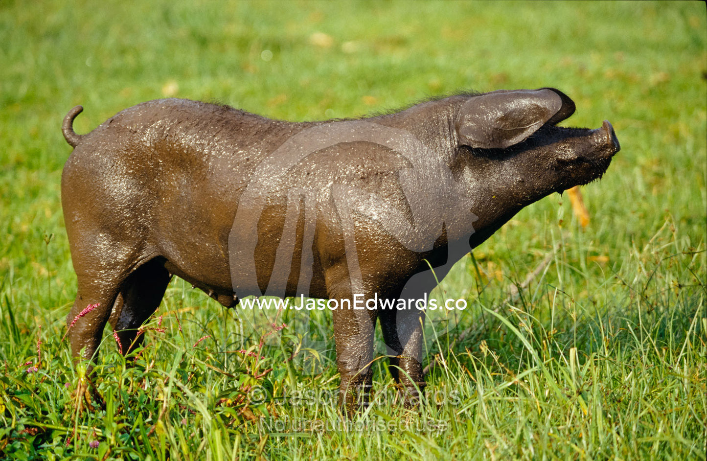 A domestic pig covered in fresh wet mud standing in a farm field. Kisoro District, Western Uganda.