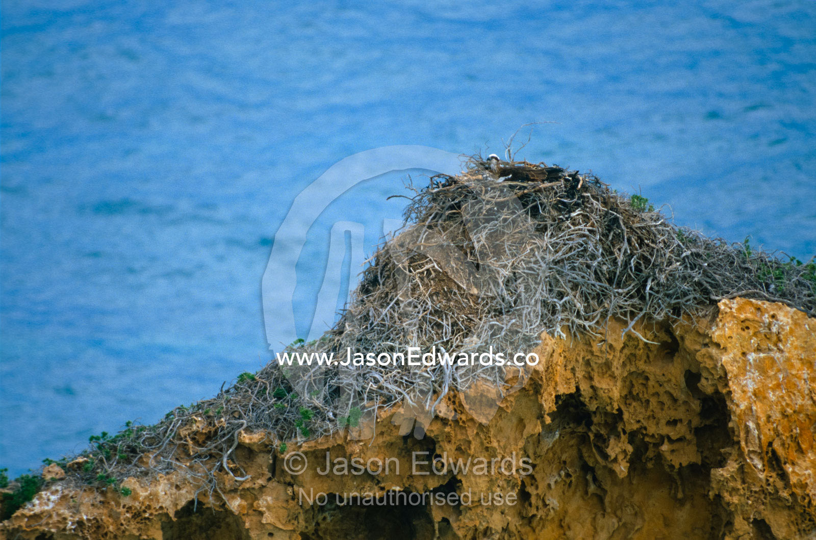 An Osprey nesting on a sandstone outcrop overlooking the ocean. coastline near Ceduna, South Australia, Australia.