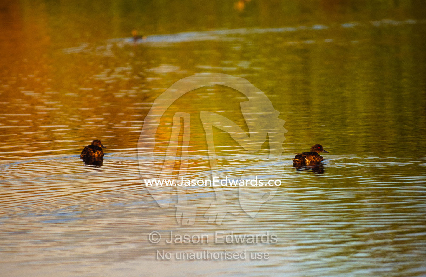 Chestnut Teal float across a wetland pond at dawn. Coorong National Park, South Australia, Australia.