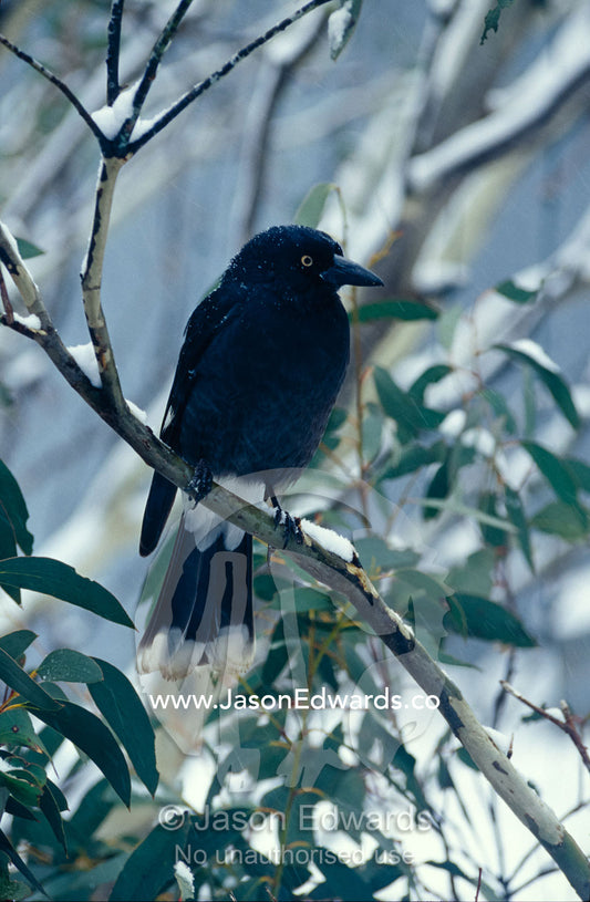 A Pied Currawong perches on a Gum Tree branch in a snow storm. Dinner Plain, Victoria, Australia.