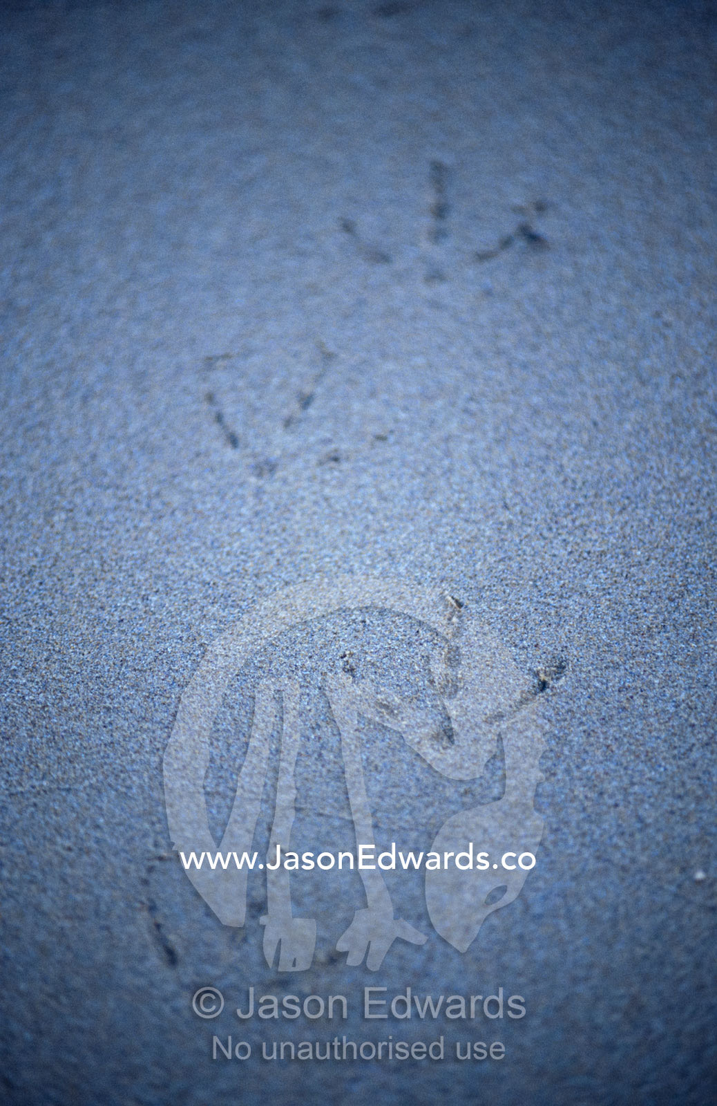 The foot prints of a juvenile Pacific Gull foraging along a beach. Jan Juc, Victoria, Australia.