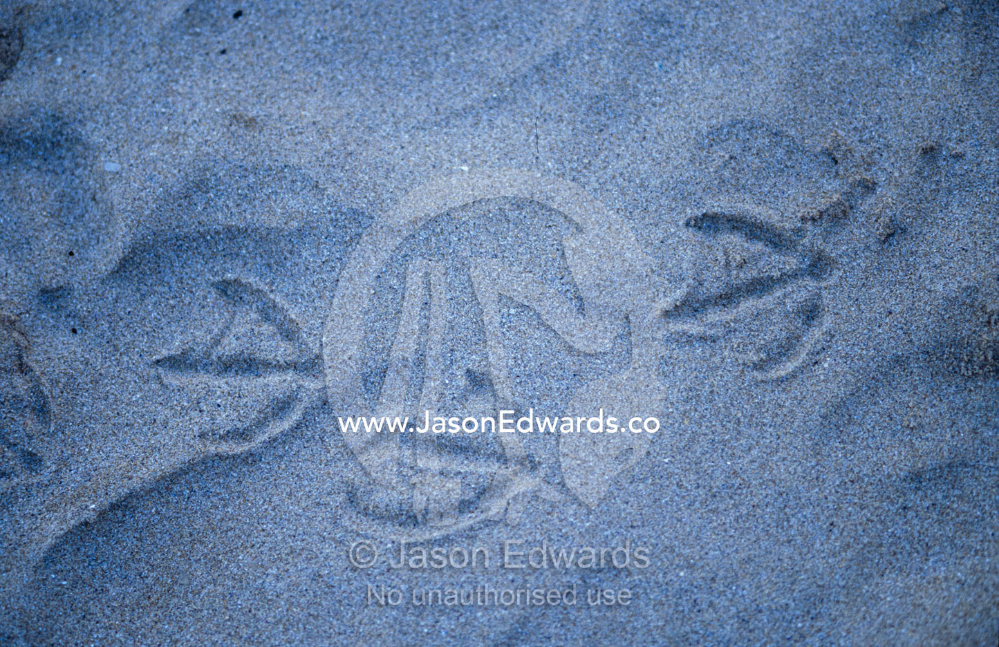 The foot prints of a juvenile Pacific Gull foraging along a beach. Jan Juc, Victoria, Australia