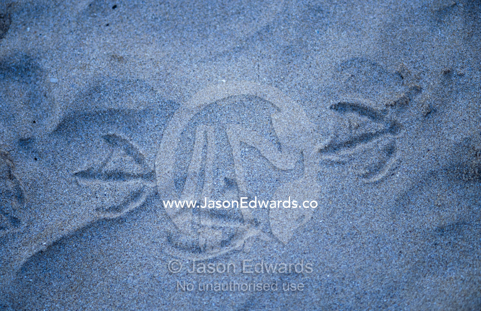 The foot prints of a juvenile Pacific Gull foraging along a beach. Jan Juc, Victoria, Australia