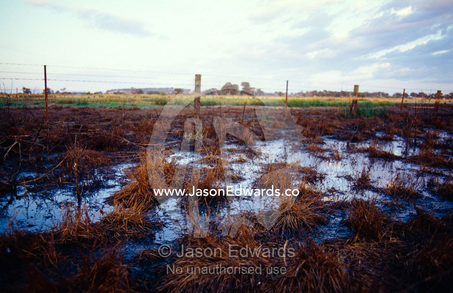 A barbed wire fence runs through boggy farmland at dawn. near Chiltern, Victoria, Australia.