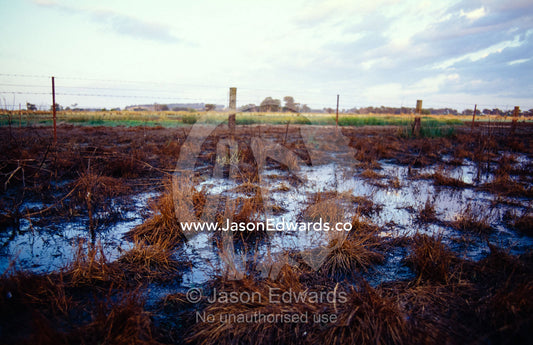 A barbed wire fence runs through boggy farmland at dawn. near Chiltern, Victoria, Australia.