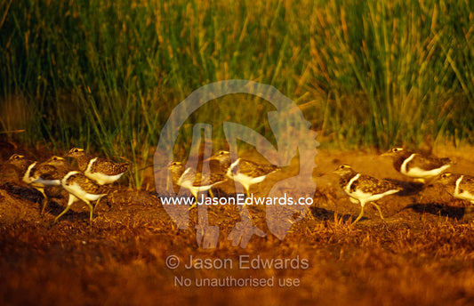 A flock of Vulnerable Painted Snipe and chicks on a wetland at dawn. near Chiltern, Victoria, Australia.