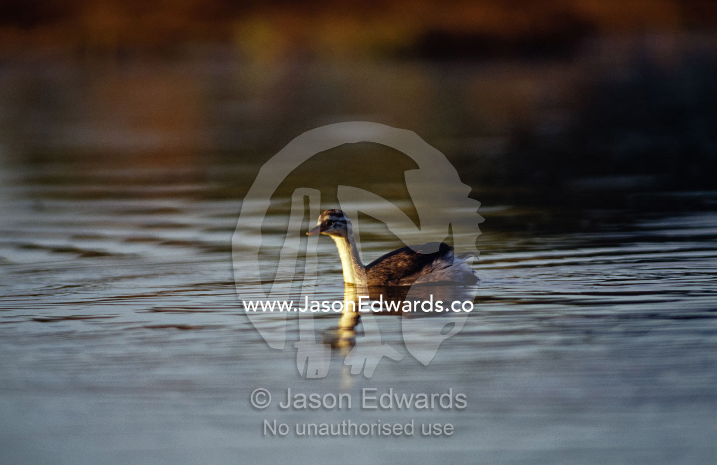 An immature Australasian Grebe swimming on a wetland at dawn. near Chiltern, Victoria, Australia.