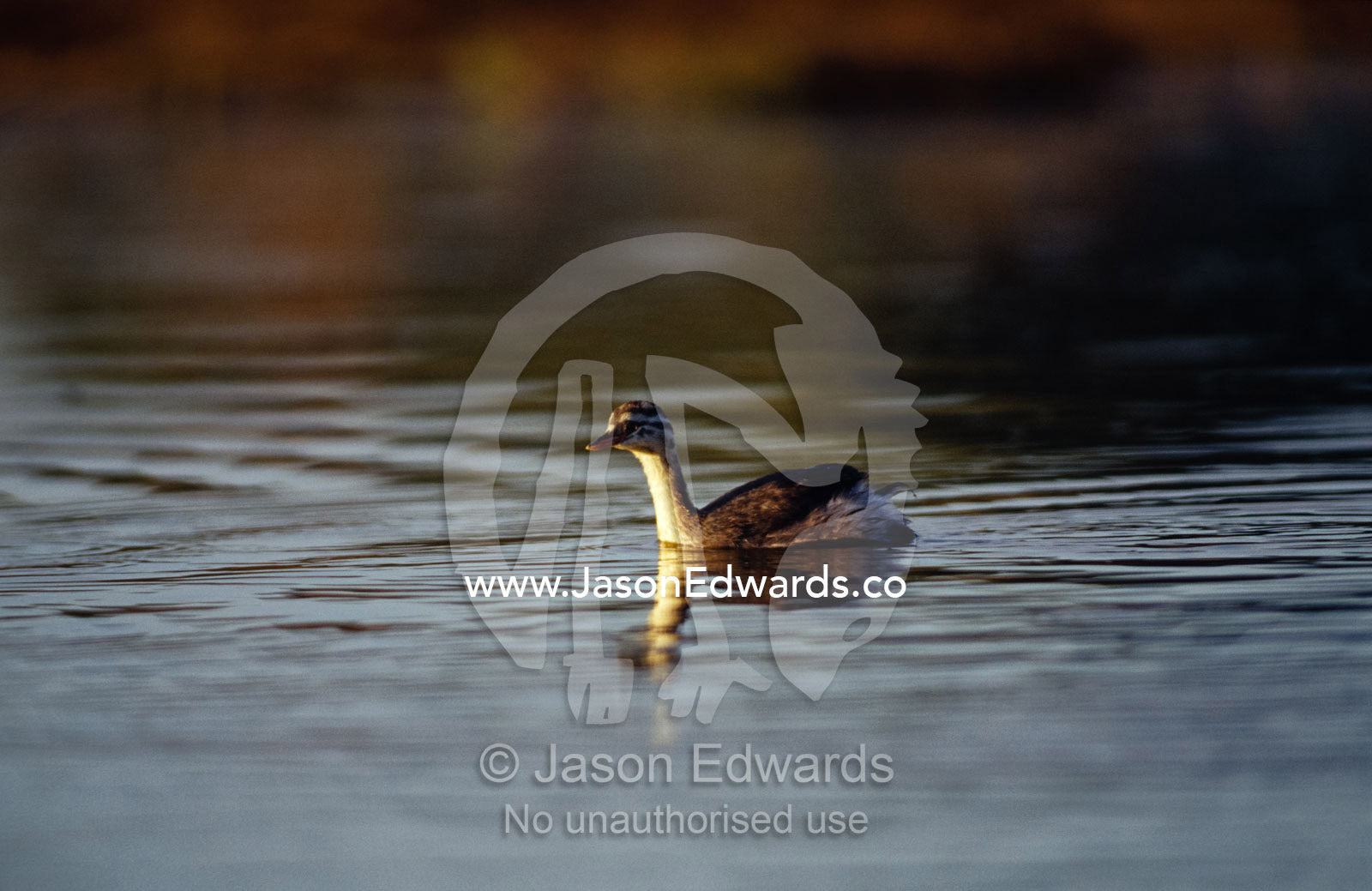An immature Australasian Grebe swimming on a wetland at dawn. near Chiltern, Victoria, Australia.