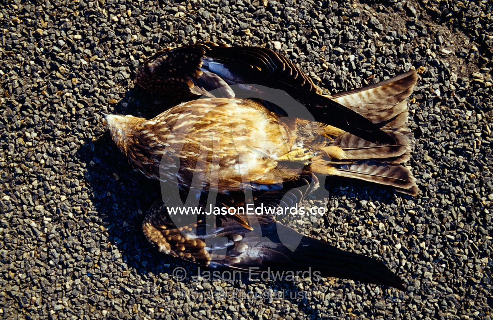 A dead Black Kite lies splayed on the highway. near Chiltern, Victoria, Australia.
