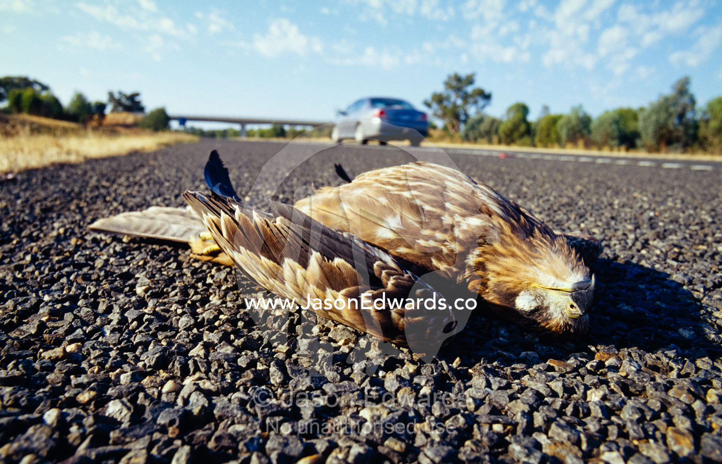 A car drives past a dead Black Kite lying splayed on the highway. near Chiltern, Victoria, Australia.