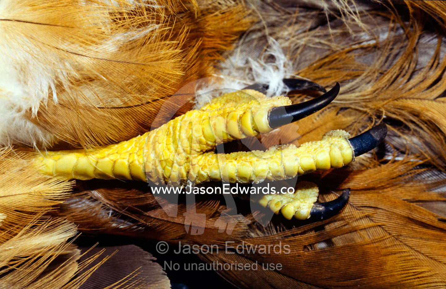 The feathers, claw and foot detail of a dead Black Kite. near Chiltern, Victoria, Australia.