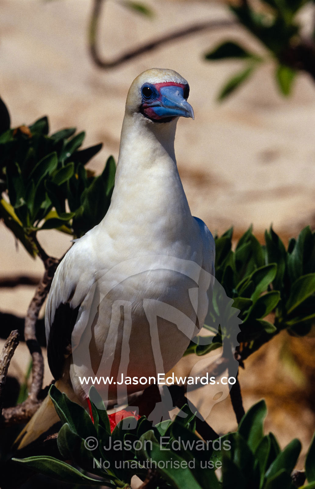 A Red-Footed Booby roosting in coastal shrub. East Diamond Island, Coral Sea Islands Territory, Australia.