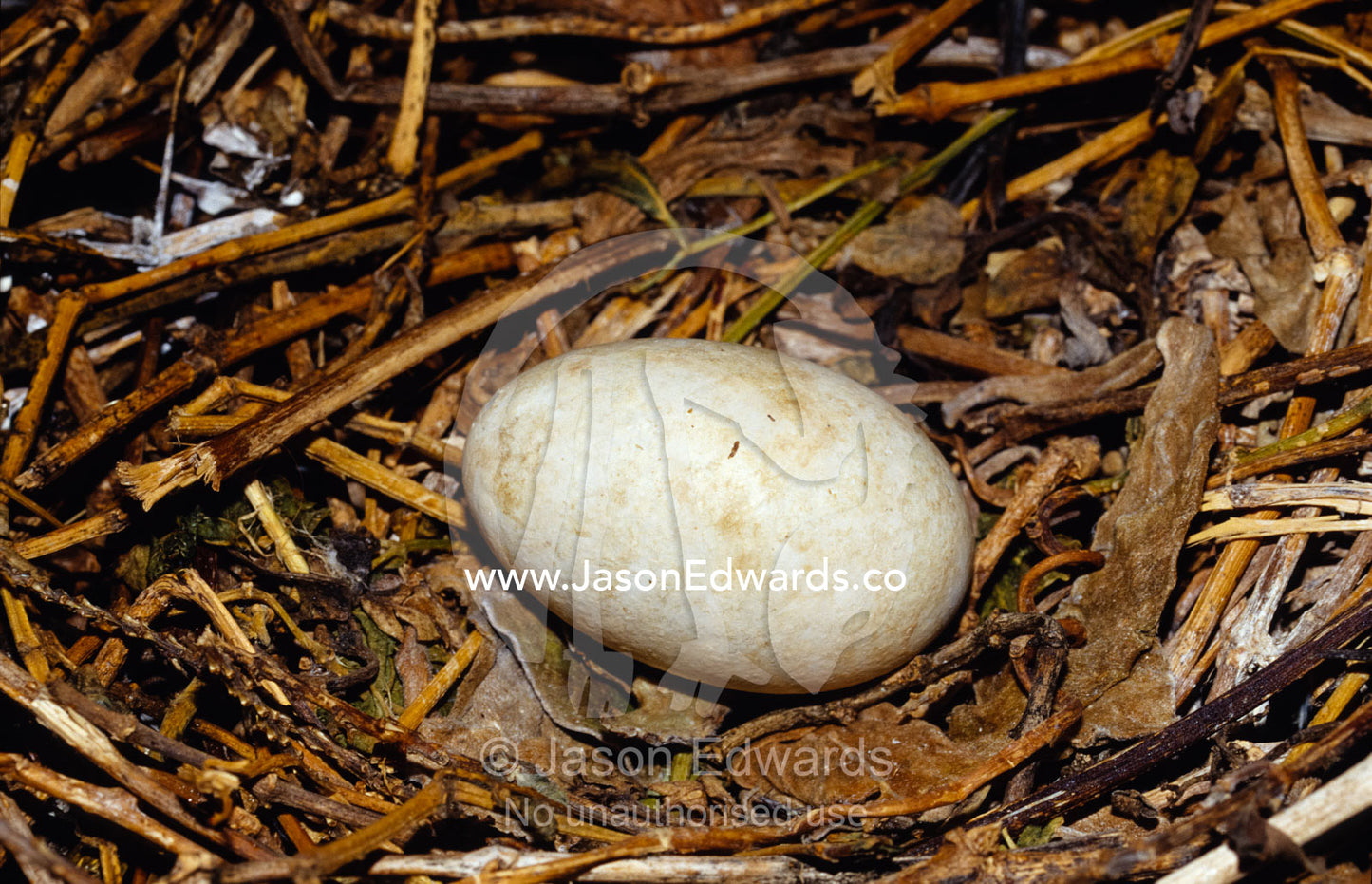 The egg of a Red-Footed Booby in a nest of sticks, bark and leaves. East Diamond Island, Coral Sea Islands Territory, Australia.