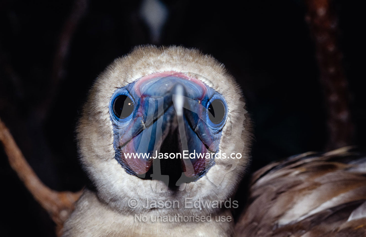Portrait of a Red-Footed Booby with its pastel blue and pink bill. East Diamond Island, Coral Sea Islands Territory, Australia.