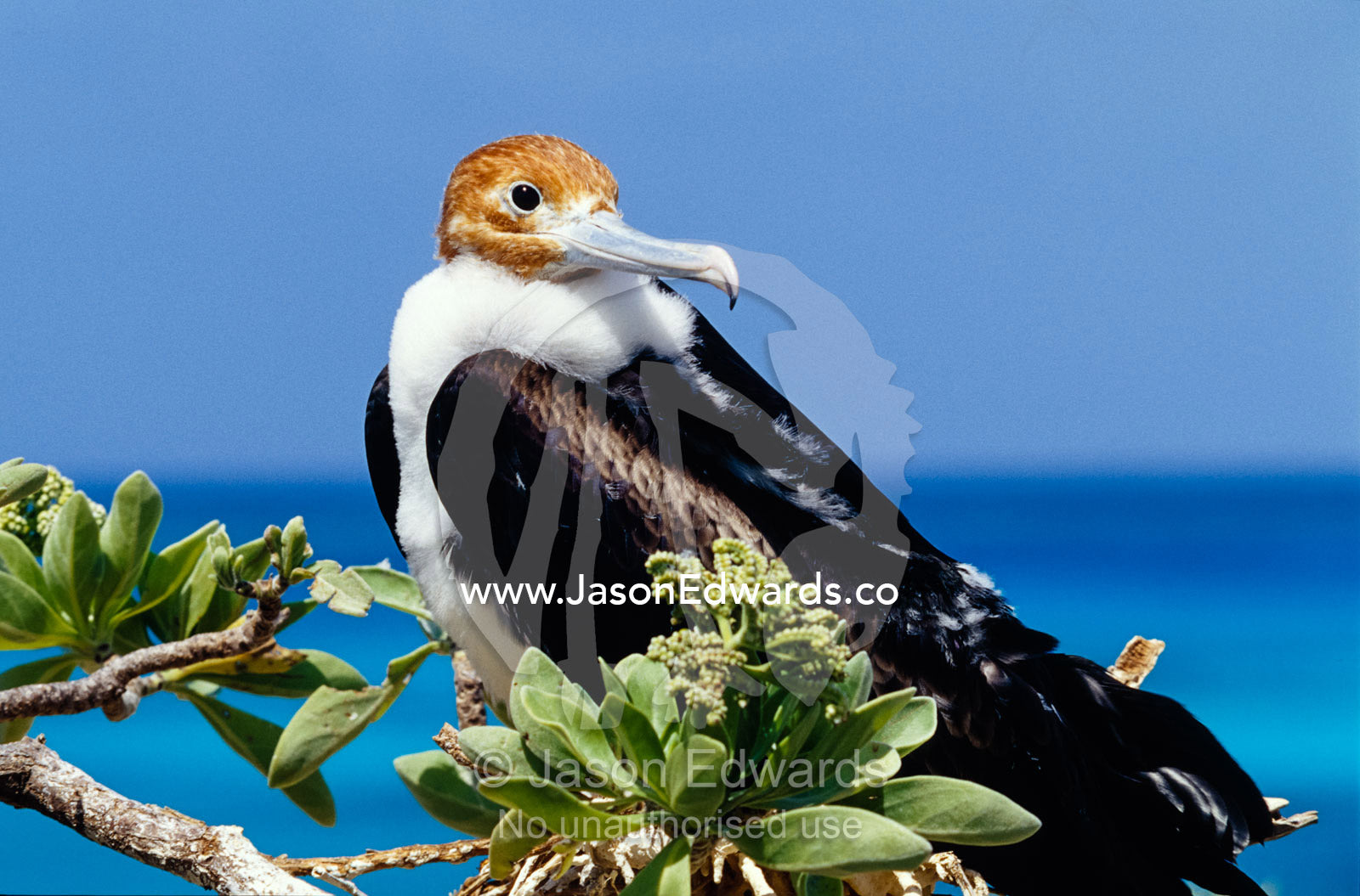 An immature Greater Frigatebird perched on a tree overlooking the sea. East Diamond Island, Coral Sea Islands Territory, Australia.