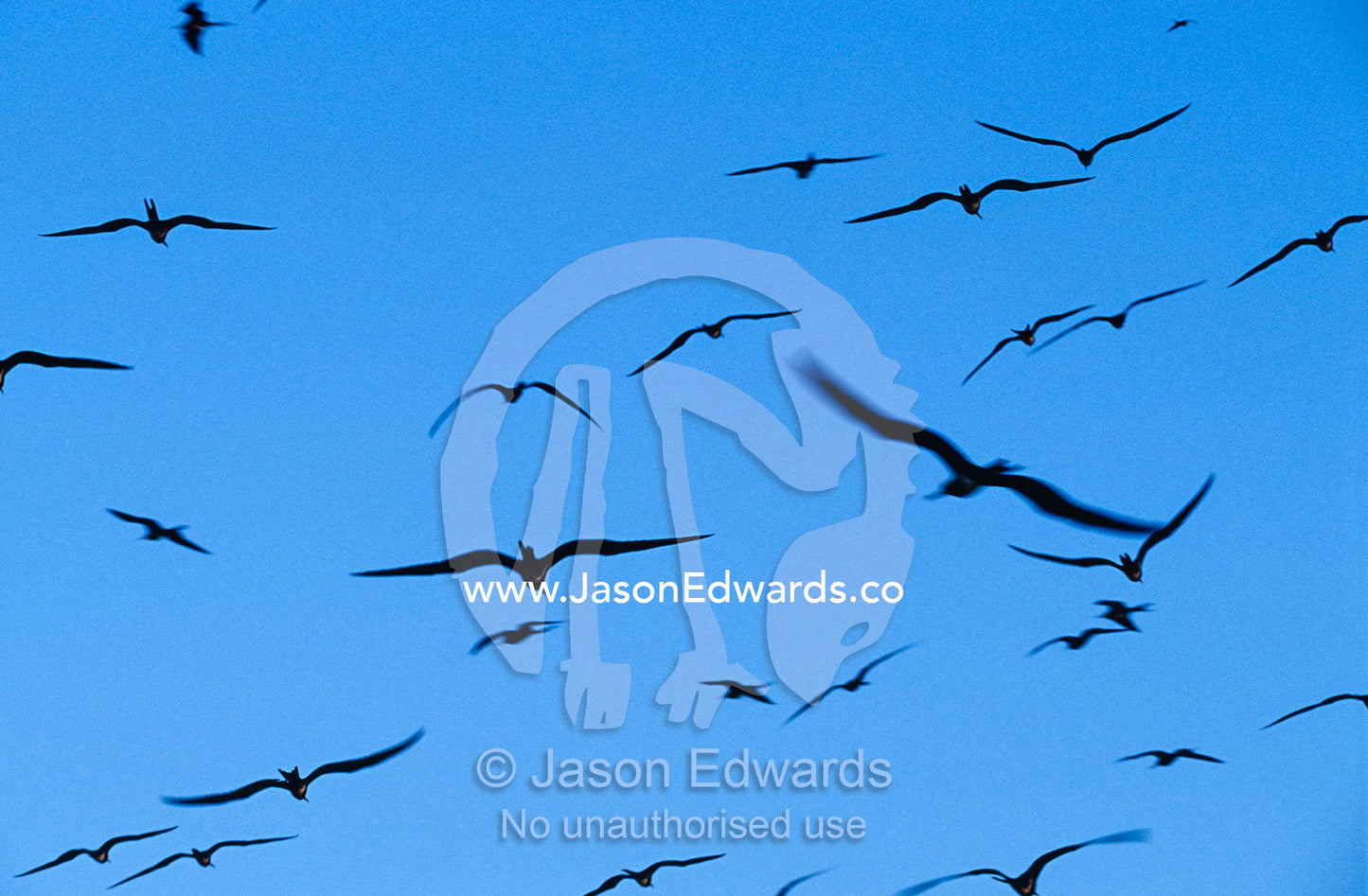 Flocking Frigatebirds riding the thermals at sunset. East Diamond Island, Coral Sea Islands Territory, Australia.