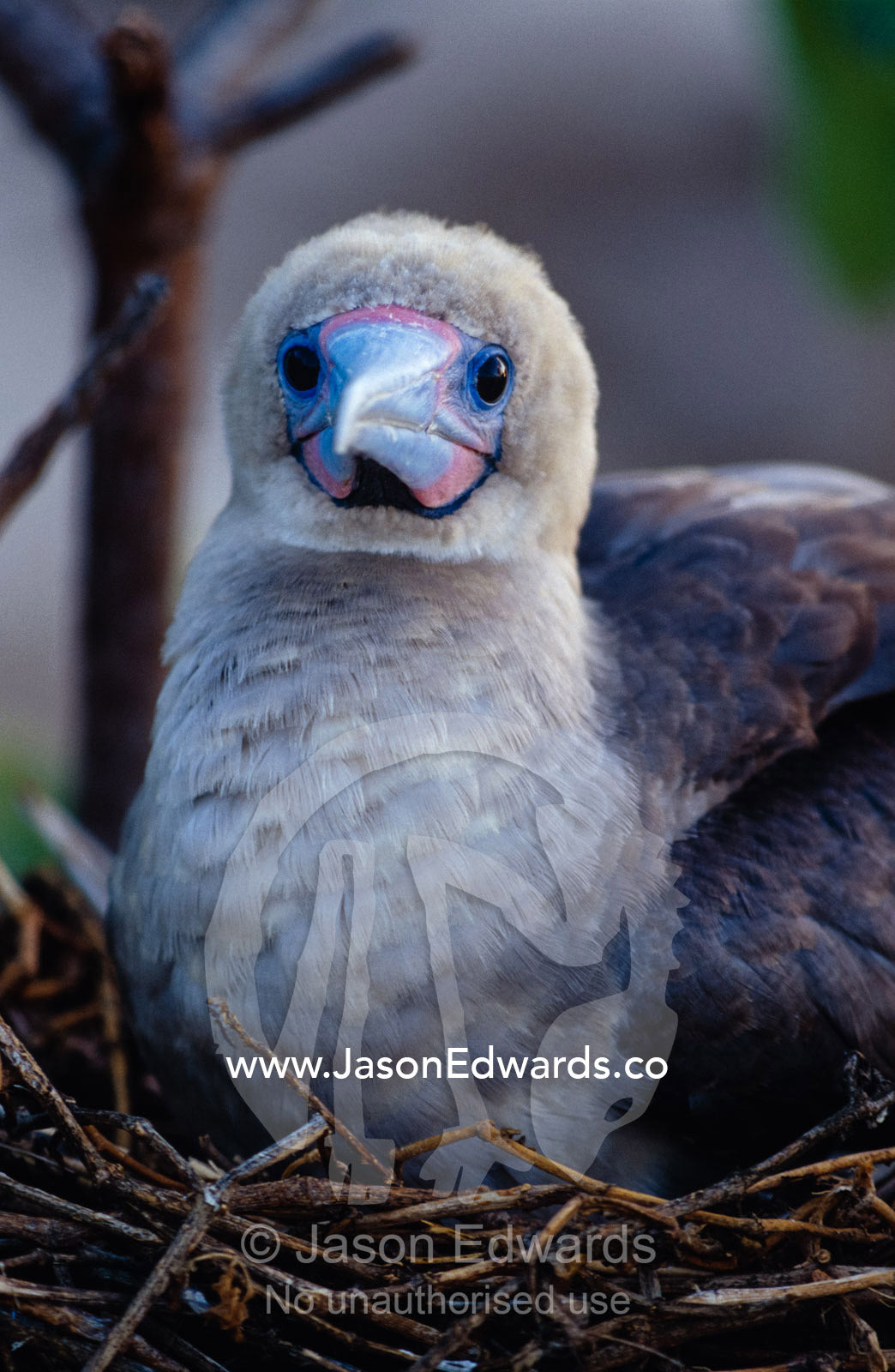 A Red-Footed Booby incubating an egg on a nest. East Diamond Island, Coral Sea Islands Territory, Australia.