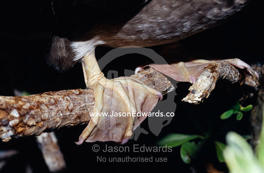 Detail of a Red-Footed Booby's webbed feet perched on a branch. East Diamond Island, Coral Sea Islands Territory, Australia.