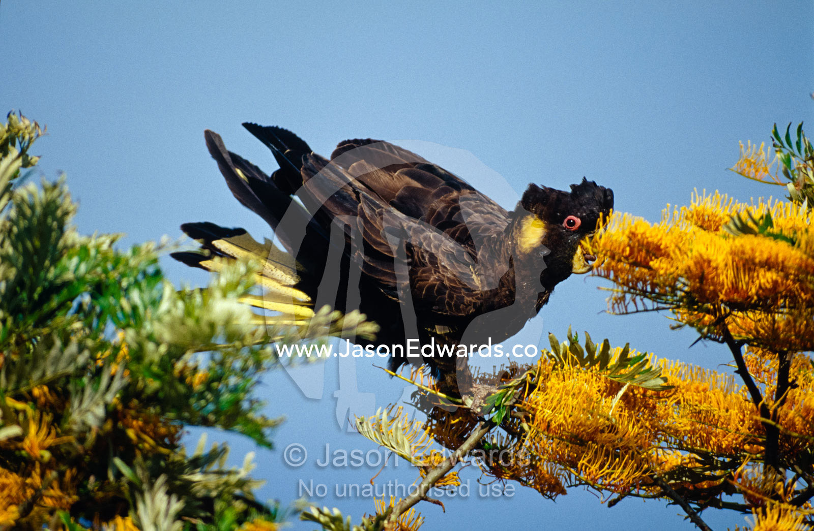 A Yellow-Tailed Black Cockatoo feeding on yellow Grevillea flowers. Eden, New South Wales, Australia.