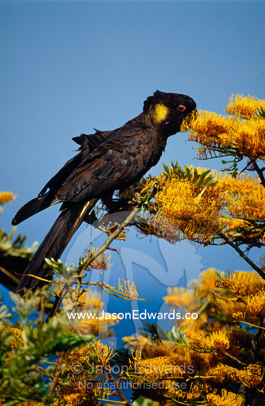 A Yellow-Tailed Black Cockatoo feeding on yellow Grevillea flowers. Eden, New South Wales, Australia.