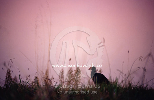 A Purple Swamphen moving through grasses near a wetland before dawn. The Pit, Albury, New South Wales, Australia.