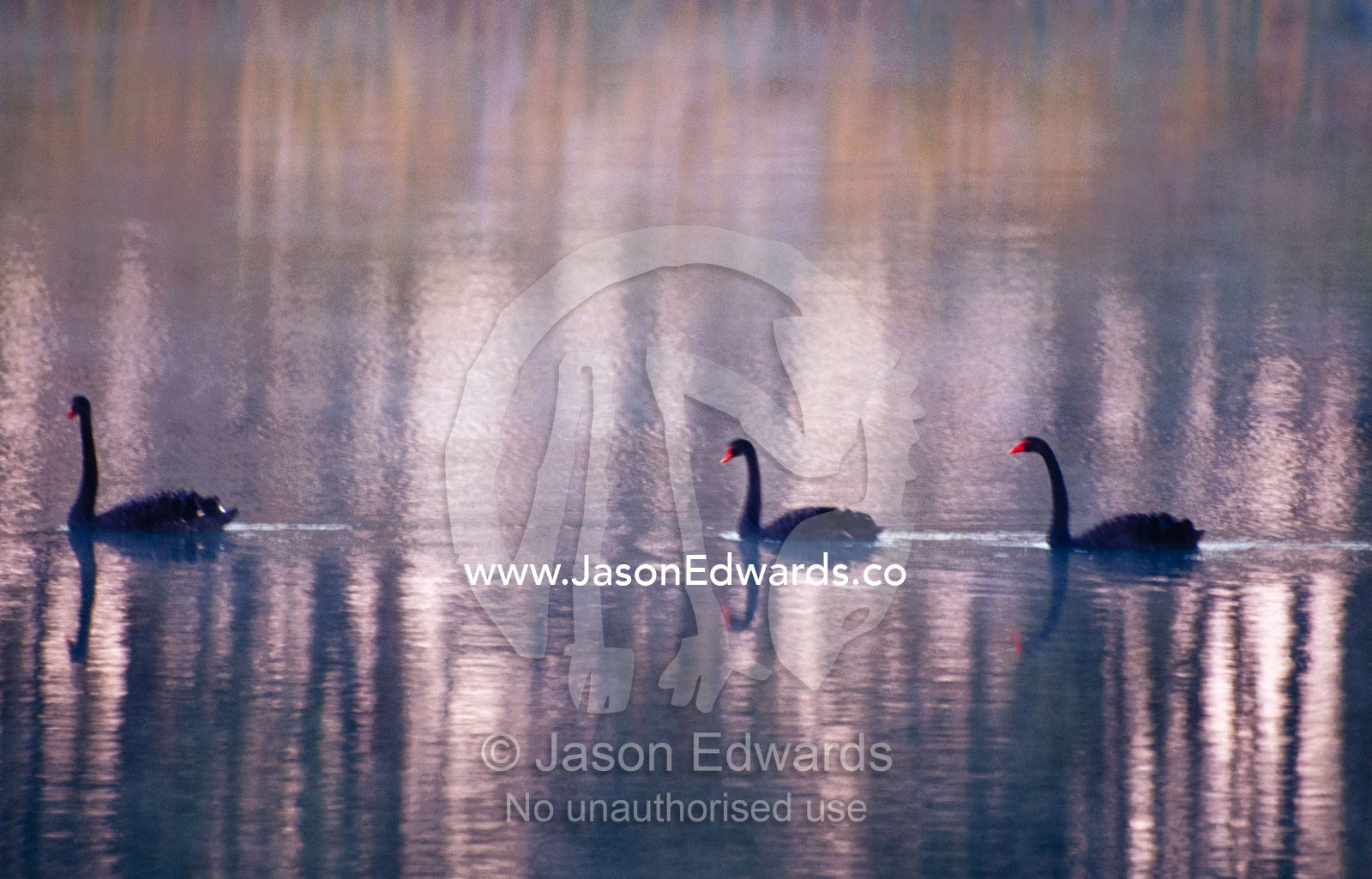 Black Swans glide across a still, misty wetland surface before dawn. The Pit, Albury, New South Wales, Australia.