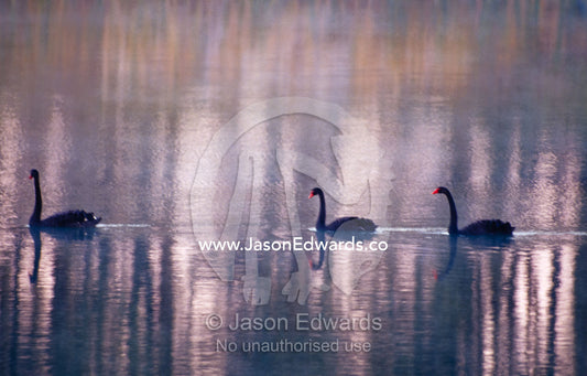 Black Swans glide across a still, misty wetland surface before dawn. The Pit, Albury, New South Wales, Australia.