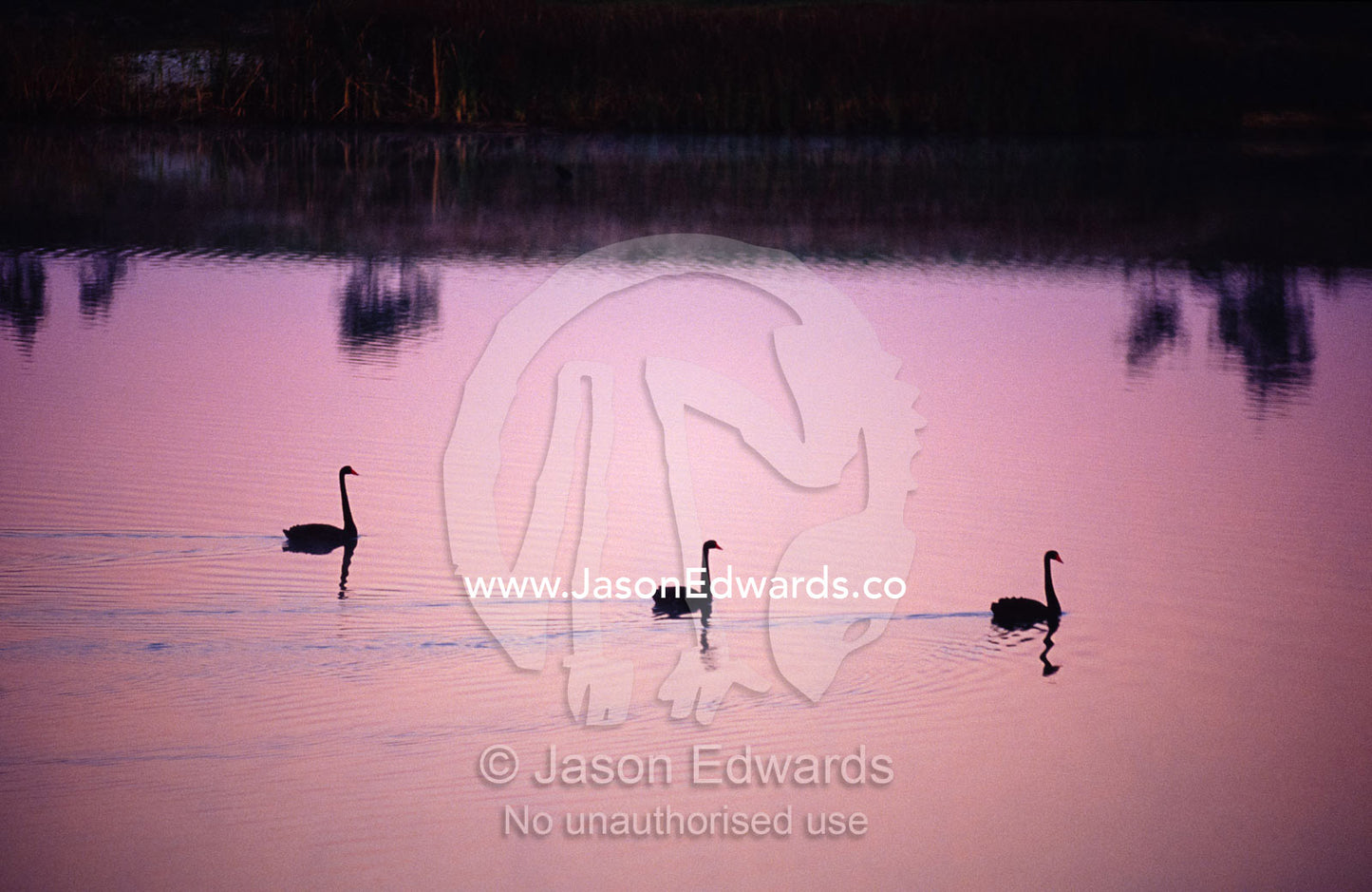 Black Swans glide across a misty, still wetland surface before dawn. The Pit, Albury, New South Wales, Australia