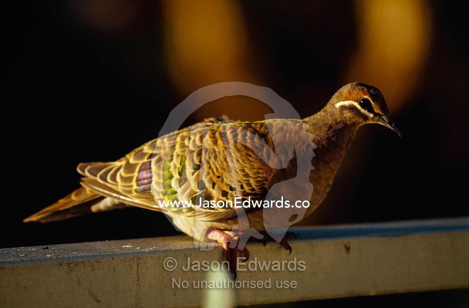 A colorful Common Bronzewing Pigeon perches on a balcony rail. Metung, Gippsland Lakes, Victoria, Australia.