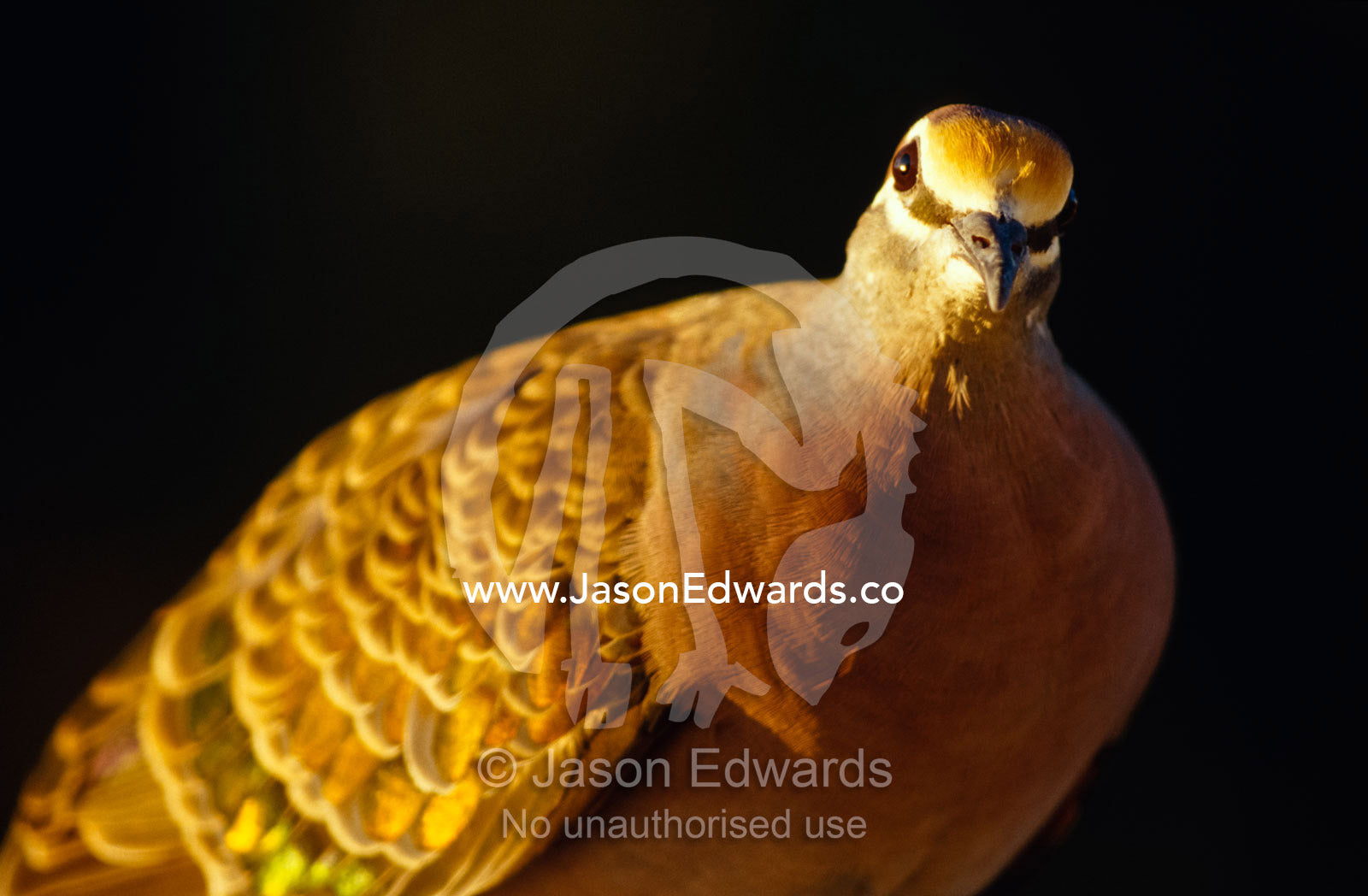 A colorful Common Bronzewing Pigeon pears curiously at the camera. Metung, Gippsland Lakes, Victoria, Australia.