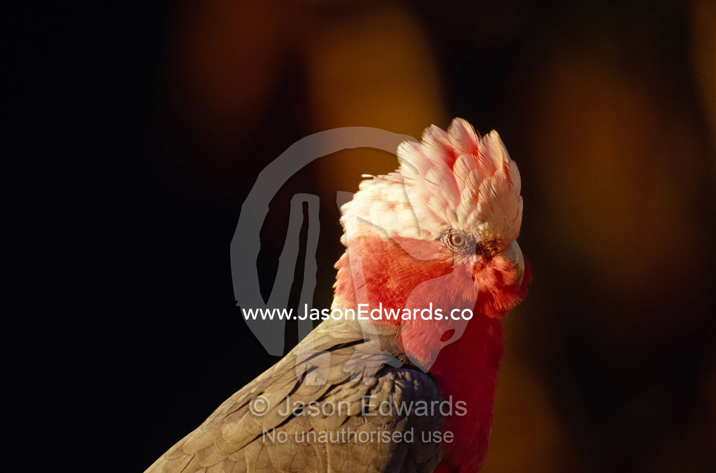 The pastel crest of a pink and grey male Galah in profile. Metung, Gippsland Lakes, Victoria, Australia.