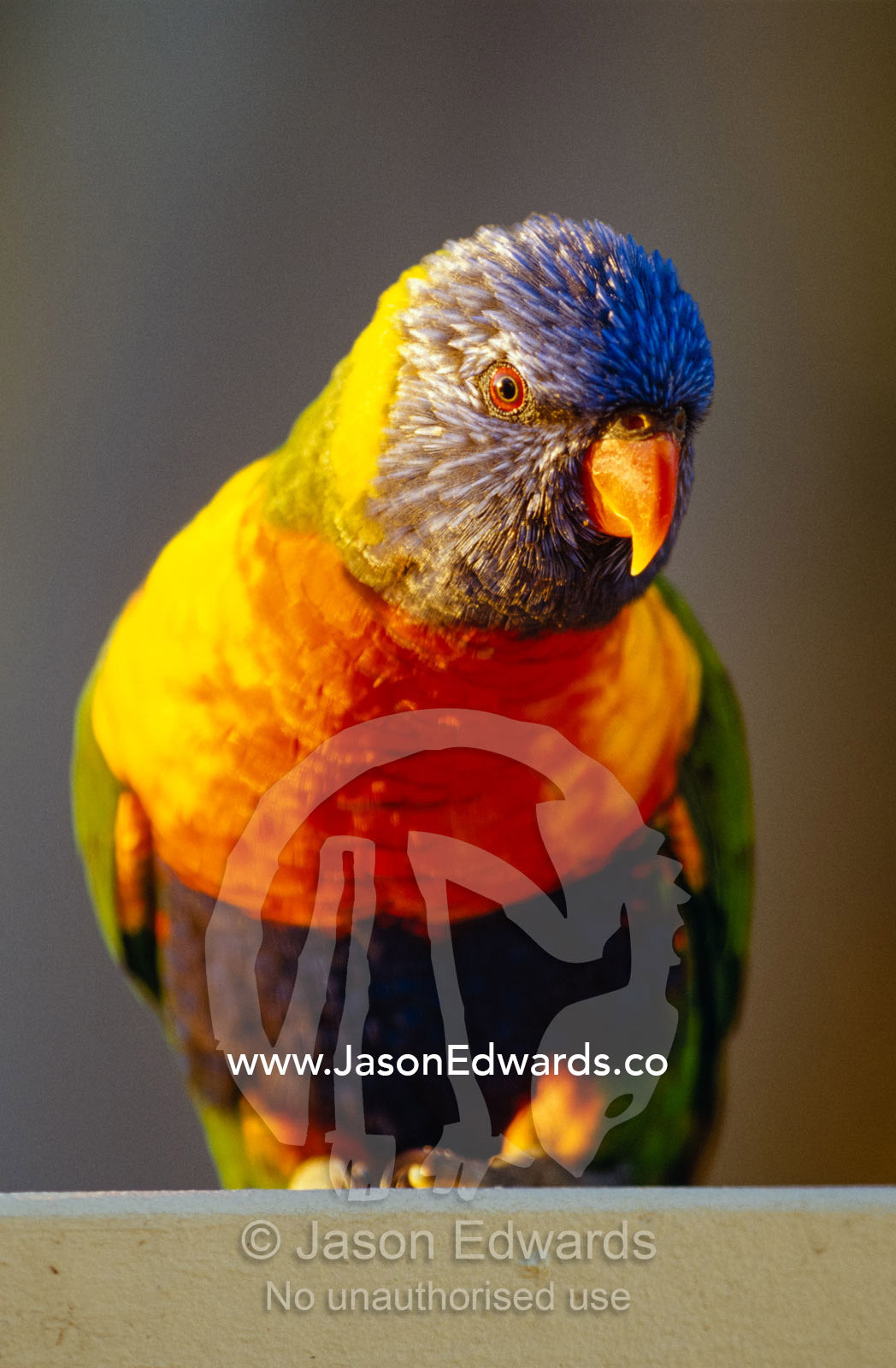 The beautifully colored feather plumage of a Rainbow Lorikeet. Metung, Gippsland Lakes, Victoria, Australia.