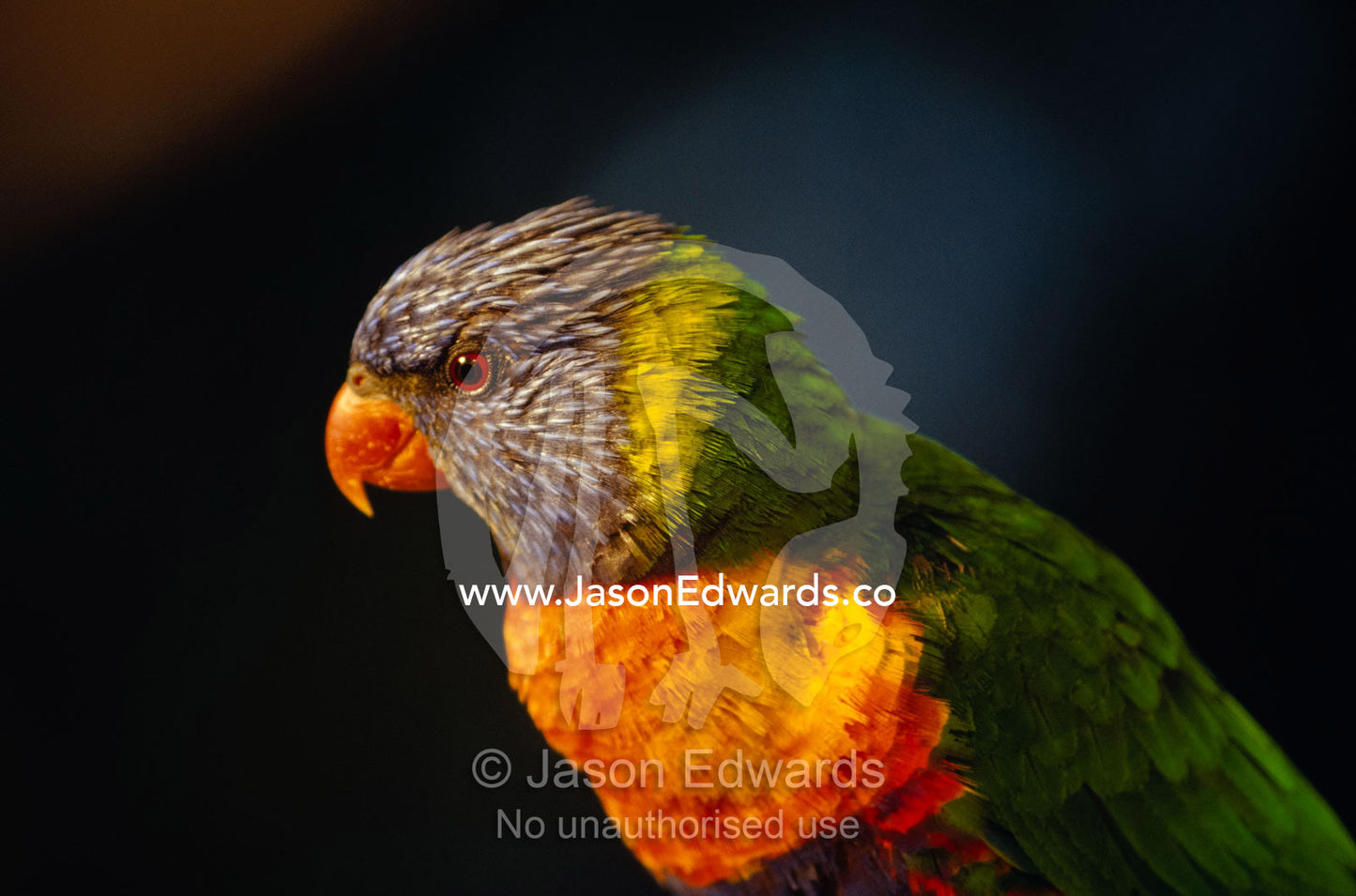 The beautifully colored feather plumage of a Rainbow Lorikeet. Metung, Gippsland Lakes, Victoria, Australia.
