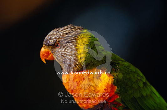 The beautifully colored feather plumage of a Rainbow Lorikeet. Metung, Gippsland Lakes, Victoria, Australia.
