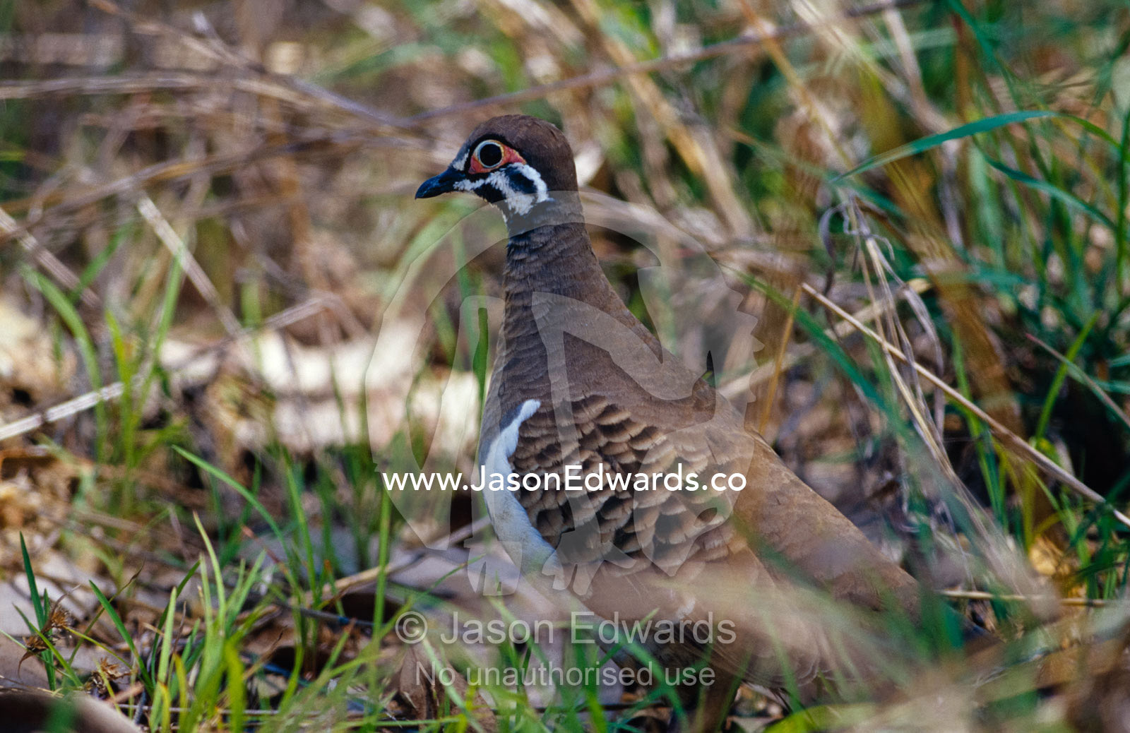 A Squatter Pigeon shelters in a grassland. Atherton Tablelands, Queensland, Australia.