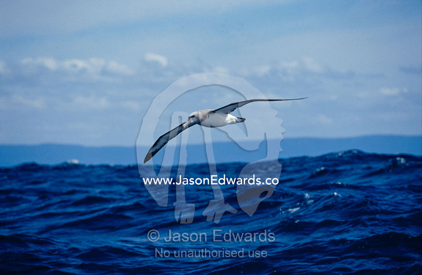 A Vulnerable Shy Albatross in flight over the ocean surface. Continental shelf off Eden, New South Wales, Australia.