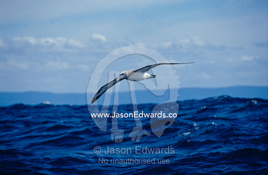 A Vulnerable Shy Albatross in flight over the ocean surface. Continental shelf off Eden, New South Wales, Australia.